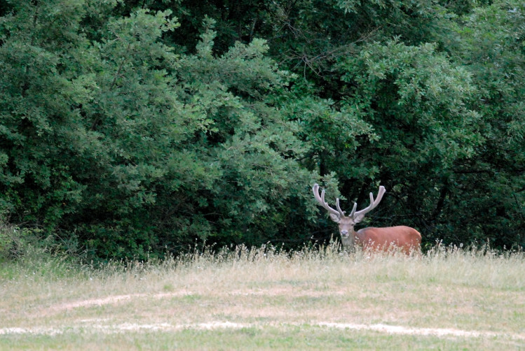 PASSIONE PER IL CERVO